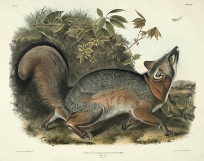 Canis (Vulpes) Virginianus (Graufuchs), Tafel 21 aus 